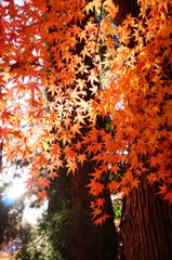 伽耶院　紅葉
