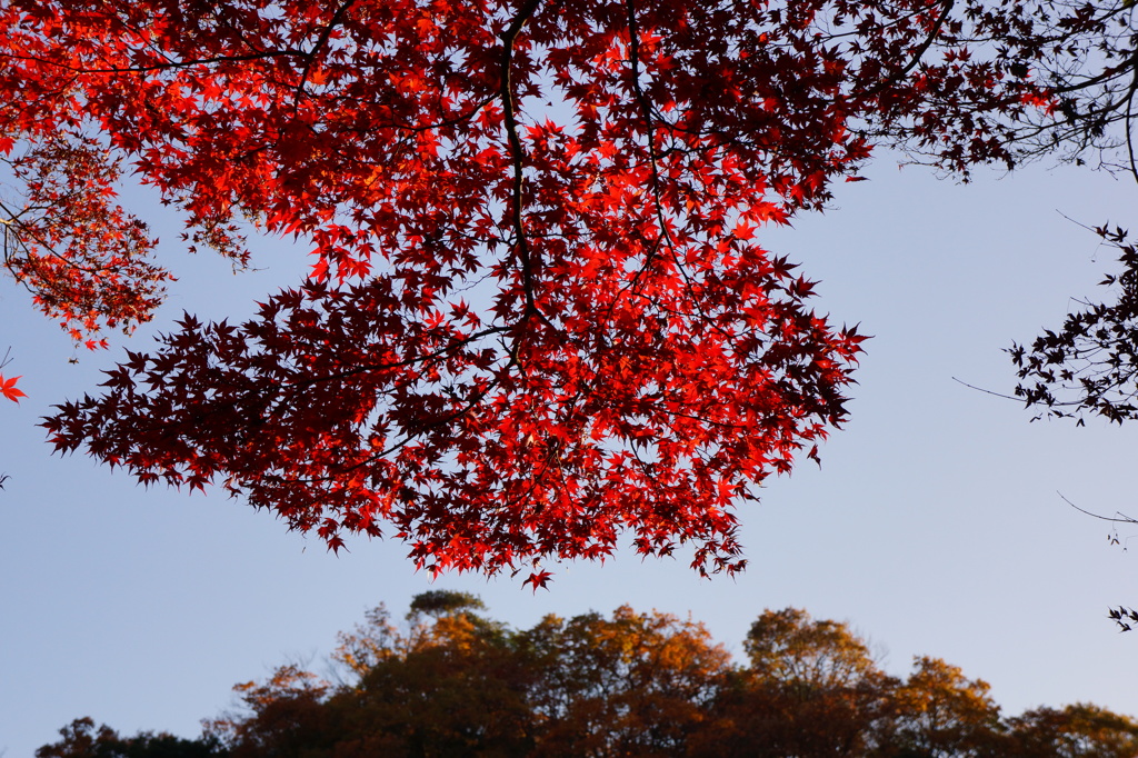 伽耶院　紅葉