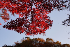 伽耶院　紅葉