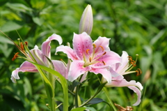 ゆりの花