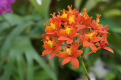 花の妖精