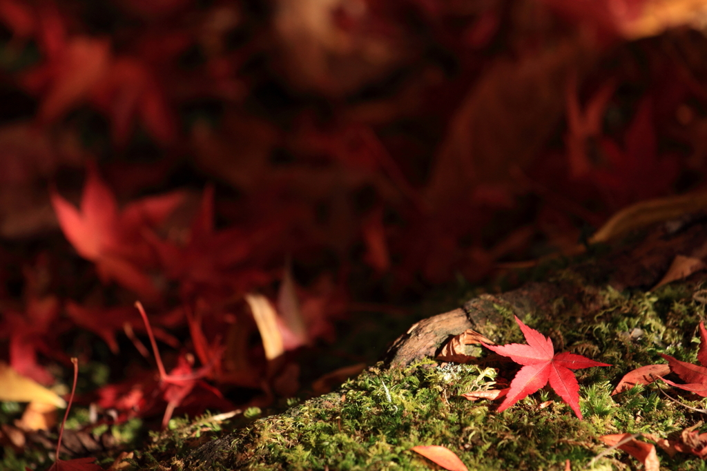 Japanese maple