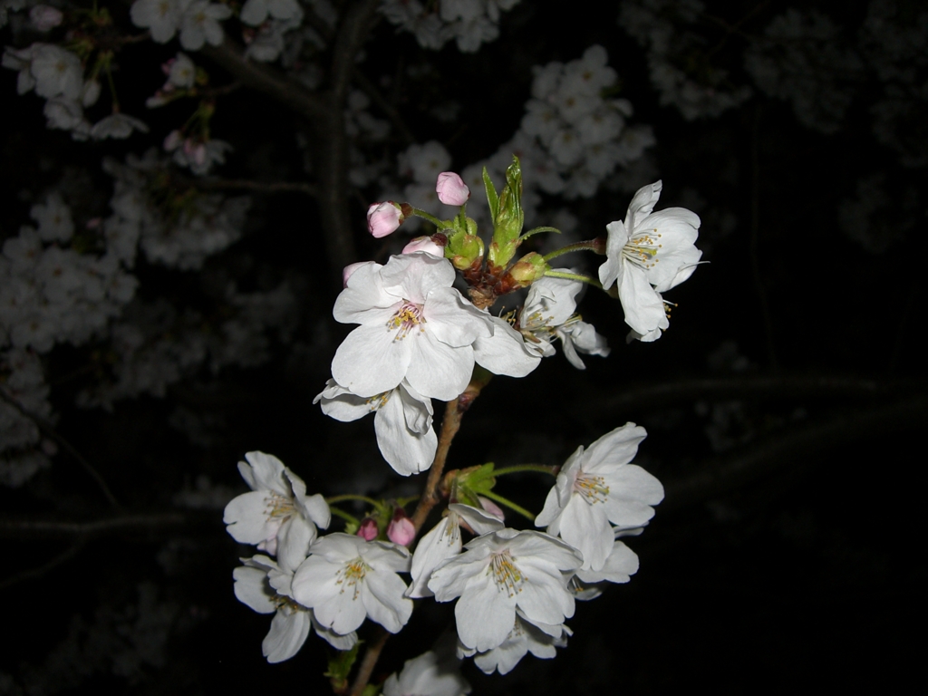 夜桜