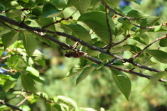 うぅ、落ちそう・・・・