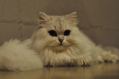 な、なにか？？