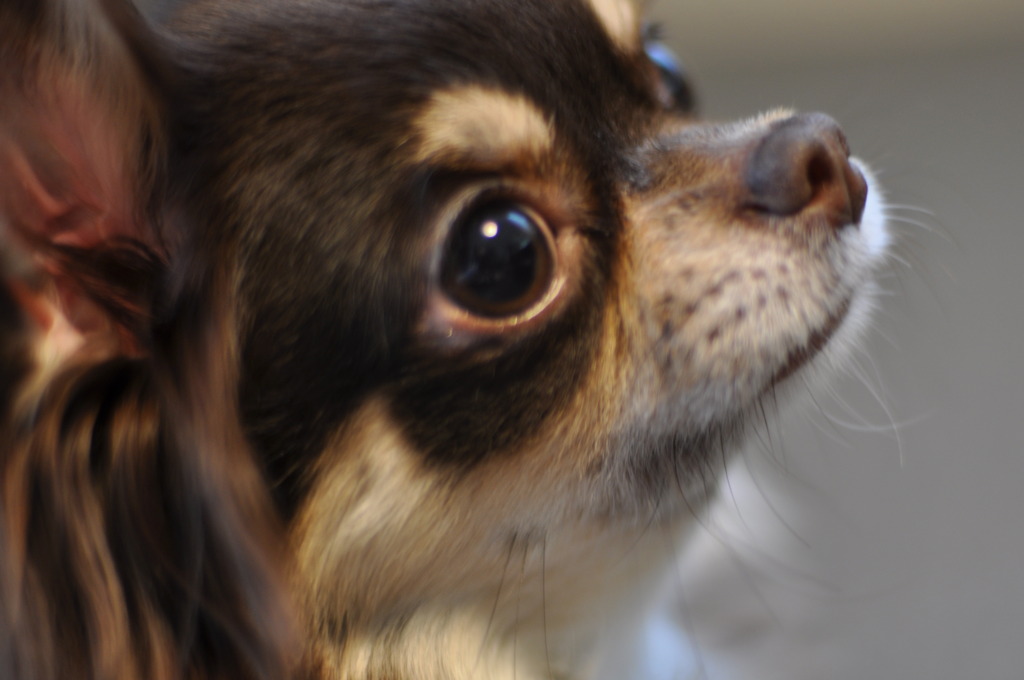 ゴハンちょーだい♪