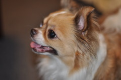 ボクにもゴハンちょーだい♪