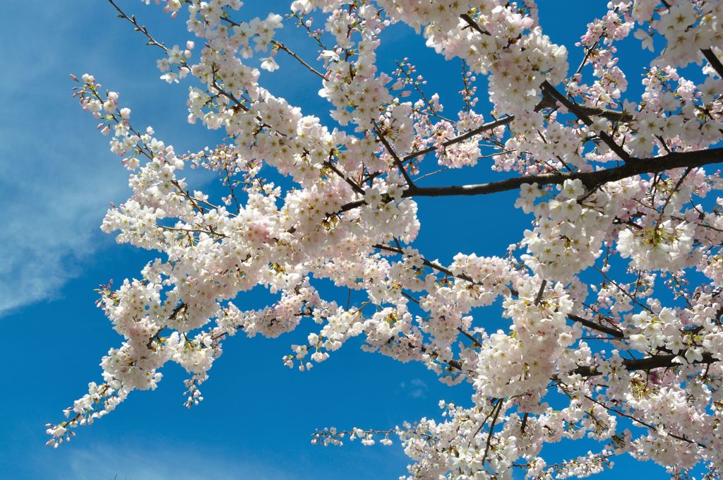 バンクーバーの桜