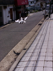 白と黒が混ざった鳩