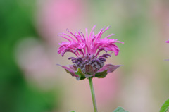 散歩中の花