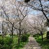 桜並木