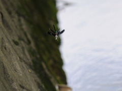 飛びながら交尾しているトンボ