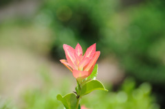 縮景園の花