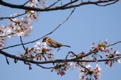 桜とすずめ