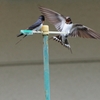 ツバメの求愛