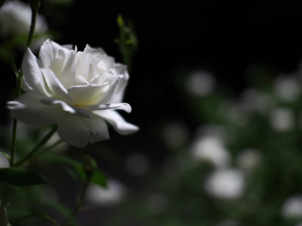 夜薔薇