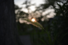 2013-08-08 夕焼け？