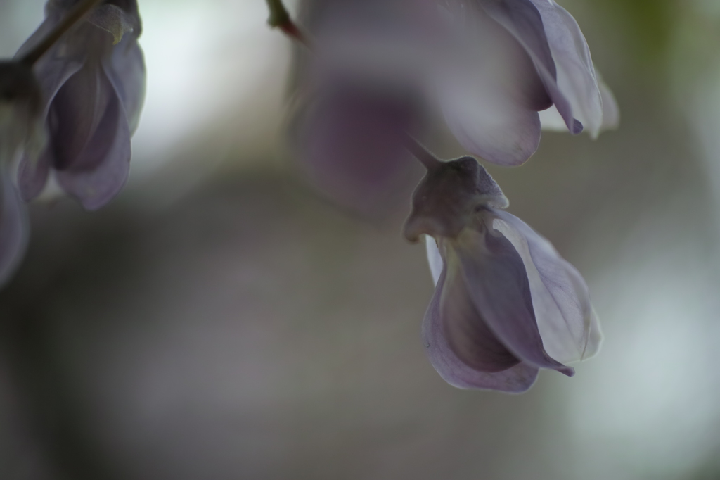 藤の花