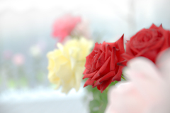 秋の薔薇