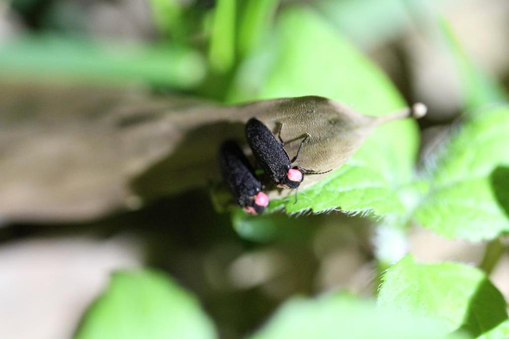 ほたる２