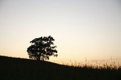 美瑛の夕日