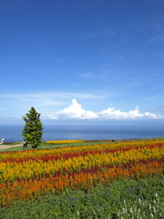 淡路はなさじき　ケイトウの花