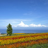 淡路はなさじき　ケイトウの花