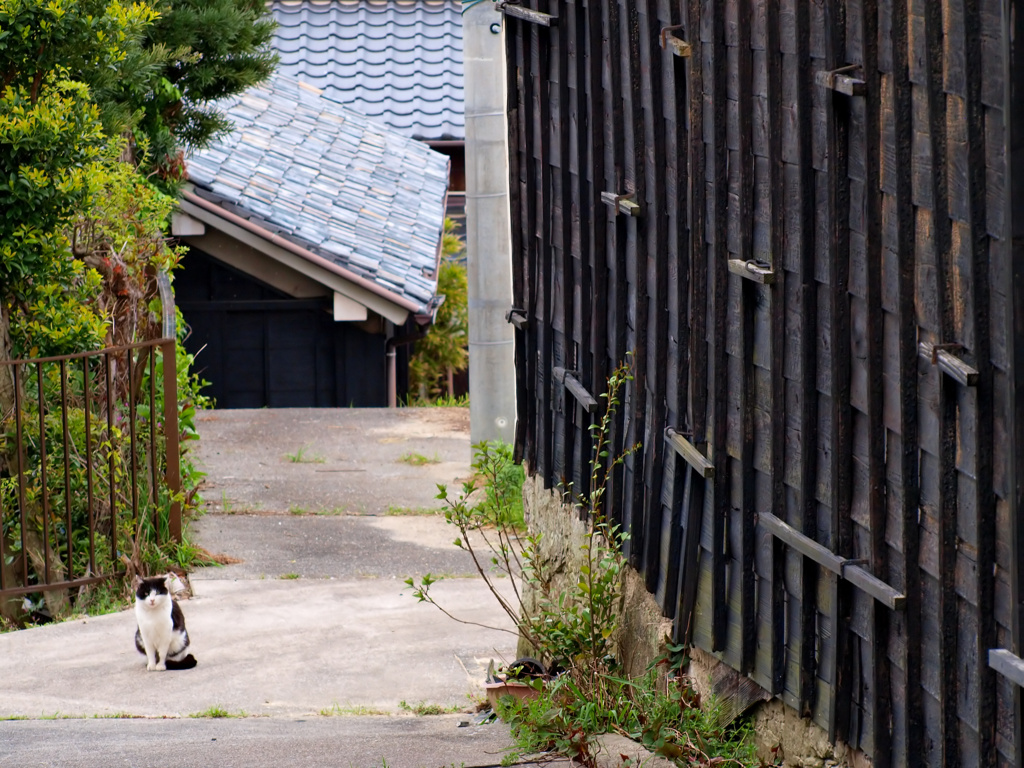 猫坂道