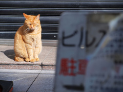 繁華街の朝