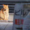 繁華街の朝