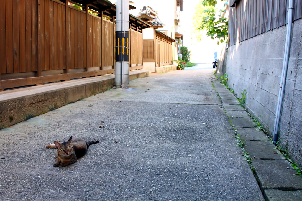 猫道