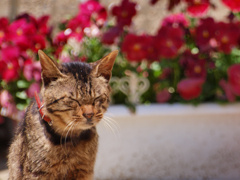 猫日和