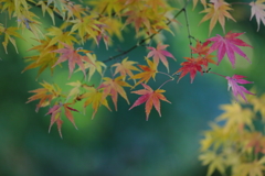 花便り　- 淡秋の彩り -