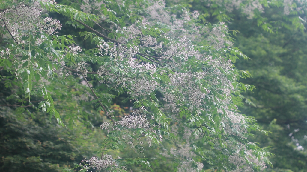 花便り　- 淡紫の靄 -