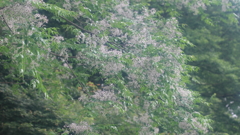 花便り　- 淡紫の靄 -