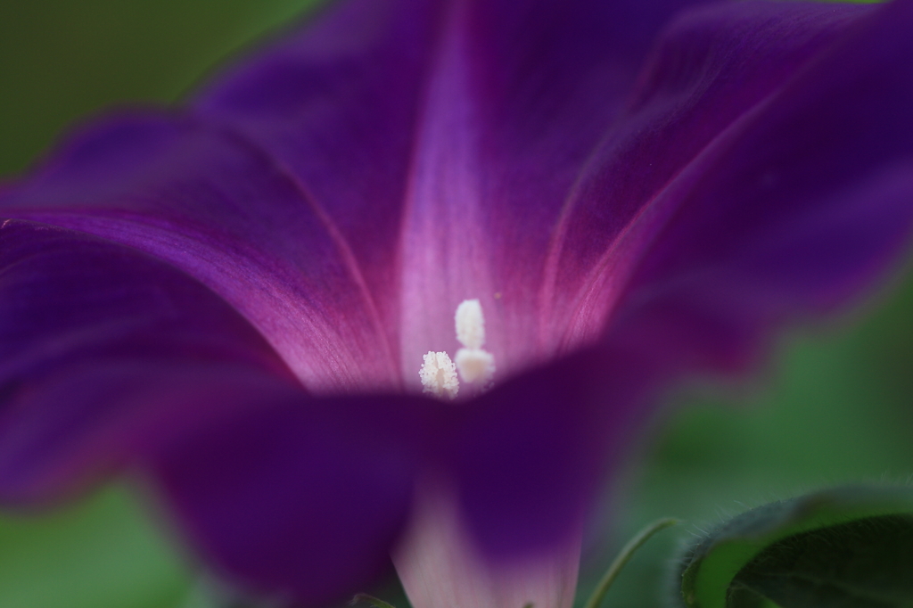 花便り　- 江戸紫の朝顔 -