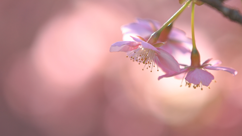 花便り　- 春朦朧 -