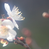 花便り　- 春霞の中で -