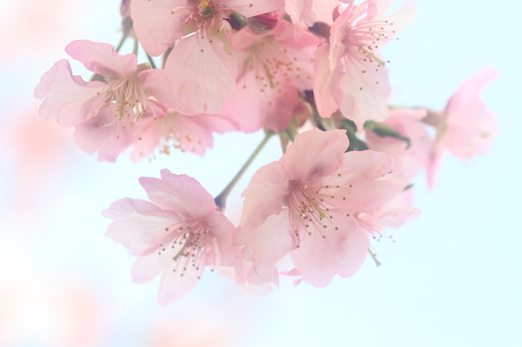 花便り　- 淡彩桜 -