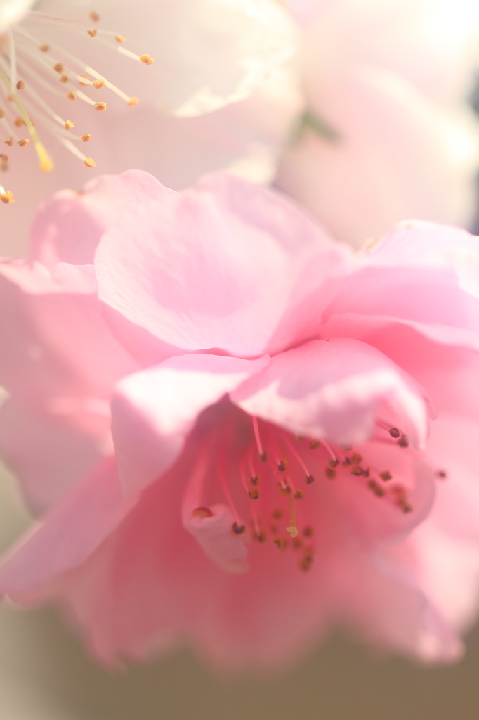 花便り　- 紅白咲き分け -