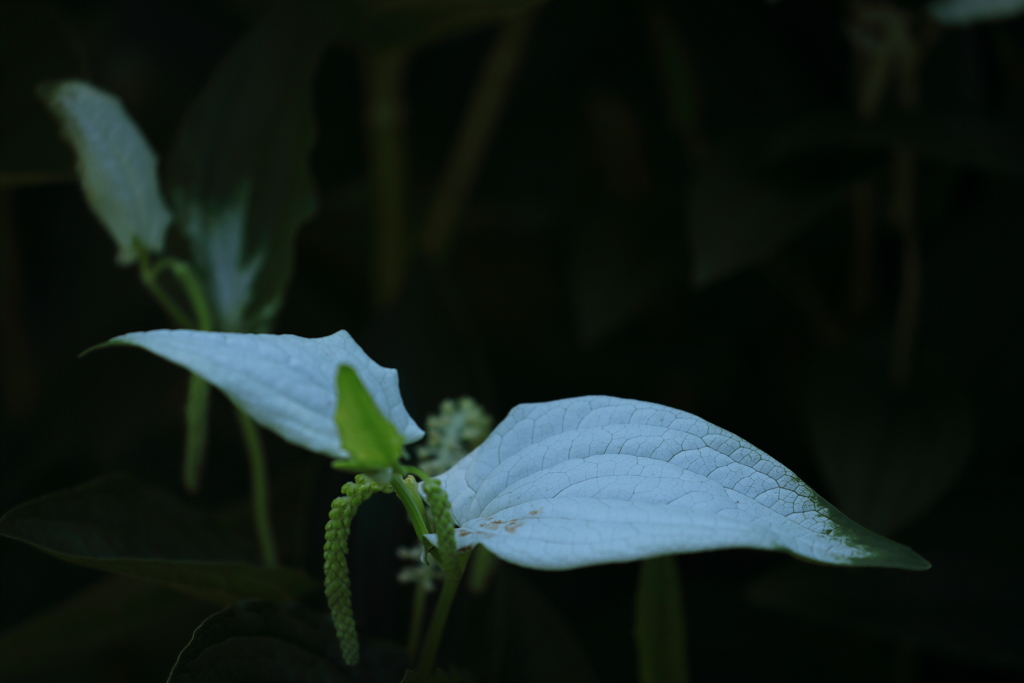 花便り　- 内に秘めた情熱 -