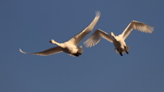 白鳥の郷　- 滑空と羽ばたき -