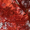 花便り　- 赤く染まりて -