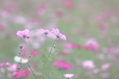 花便り　- 秋のおぼろ -