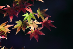 花便り　- 秋陽を浴びた楓葉 -