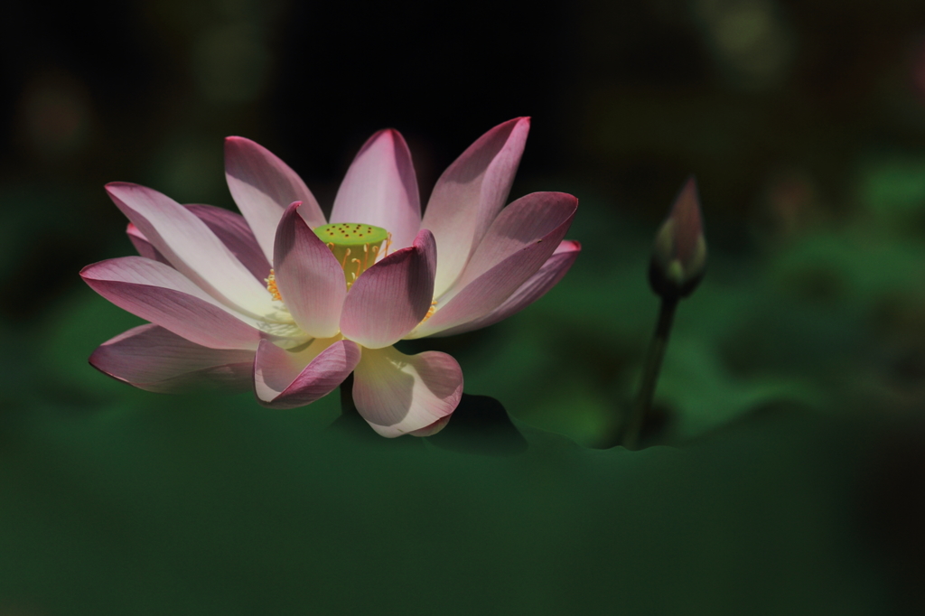 花便り　- 最後の晴れ姿 -