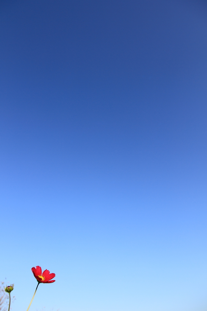 花便り　- 青空を目指して -