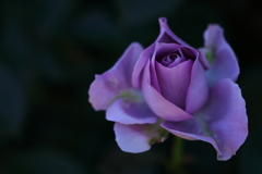 花便り　- 青薔薇ブルーバユー -