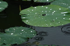 花便り　- 蓮池の雨音 -