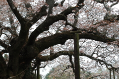 花便り　- 銘桜を支える -